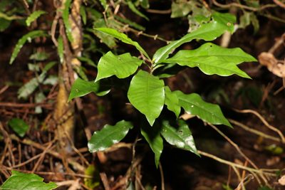 Eupomatia bennettii, photographed by Greg Tasney