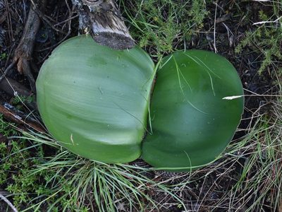 Haemanthus sanguineus, photographed by Justin Ponder