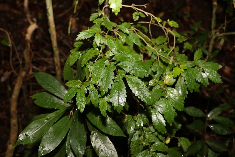 Fieldia australis, photographed by Greg Tasney