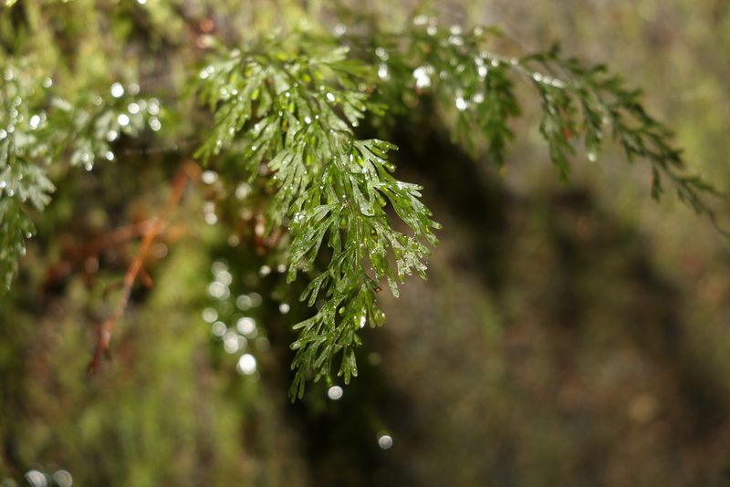 Abrodictyum caudatum, photographed by Greg Tasney