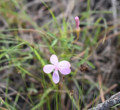 Oxalis ciliaris, photographed by Justin Ponder