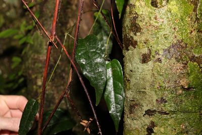Aristolochia laheyana, photographed by Greg Tasney