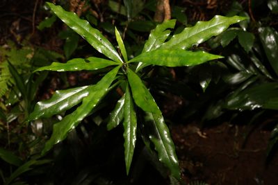 Eupomatia bennettii, photographed by Greg Tasney
