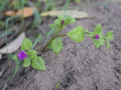 Mesembryanthemum cordifolium, photographed by Justin Ponder