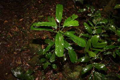 Carronia multisepalea, photographed by Greg Tasney