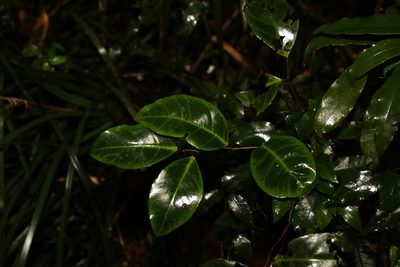 Embelia australiana, photographed by Greg Tasney