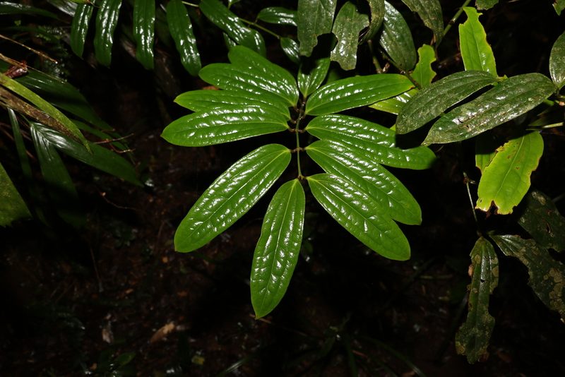 Ripogonum discolor, photographed by Greg Tasney