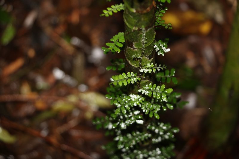 Arthropteris beckleri, photographed by Greg Tasney