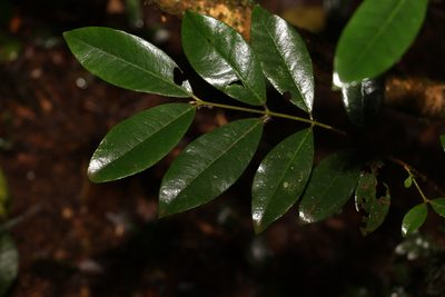 Lenwebbia prominens, photographed by Greg Tasney