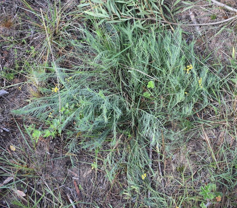 Lebeckia gracilis, photographed by Justin Ponder