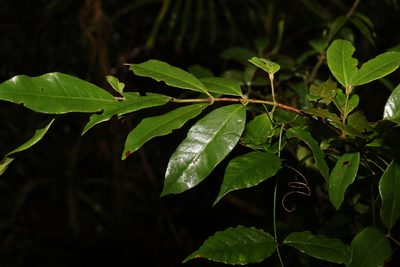 Lenwebbia prominens, photographed by Greg Tasney