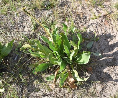 Alectra sessiliflora, photographed by Justin Ponder