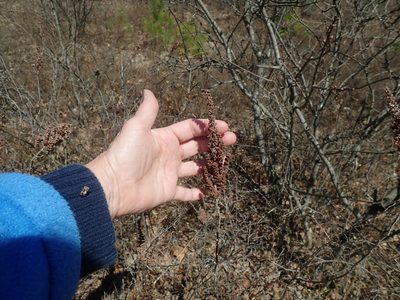 Spiraea tomentosa, photographed by Lynn Harper