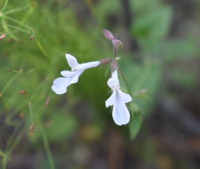 Stachys aethiopica, photographed by Justin Ponder