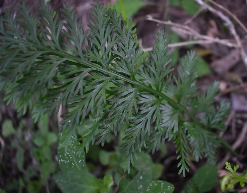 Asplenium rutifolium, photographed by Justin Ponder