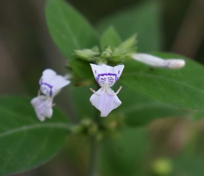 Hypoestes forskaolii, photographed by Justin Ponder