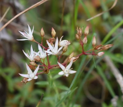 Crassula sarmentosa, photographed by Justin Ponder