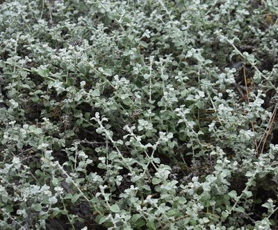 Helichrysum petiolare, photographed by Justin Ponder