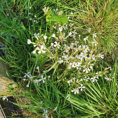 Raphanus raphanistrum, photographed by Beth