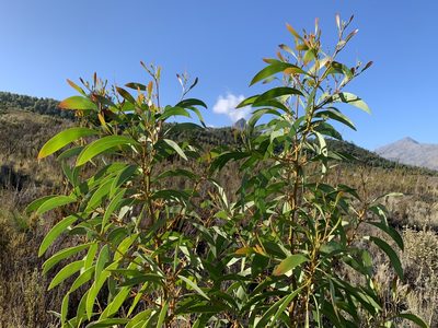 Acacia pycnantha, photographed by Dave Richardson