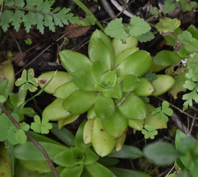 Crassula orbicularis, photographed by Justin Ponder