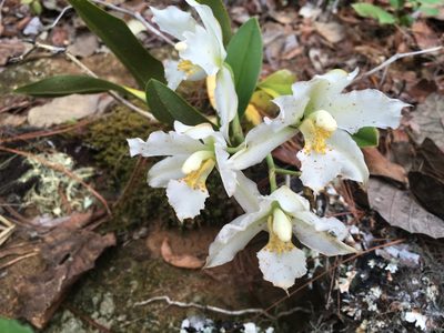 Rhynchostele candidula, photographed by harrier