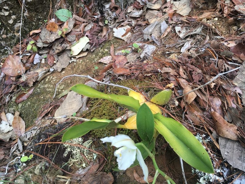 Rhynchostele candidula, photographed by harrier