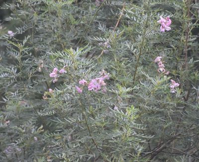 Virgilia divaricata, photographed by Justin Ponder