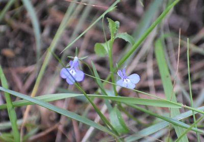 Lobelia erinus, photographed by Justin Ponder