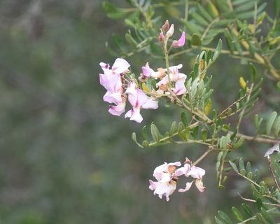 Virgilia divaricata, photographed by Justin Ponder