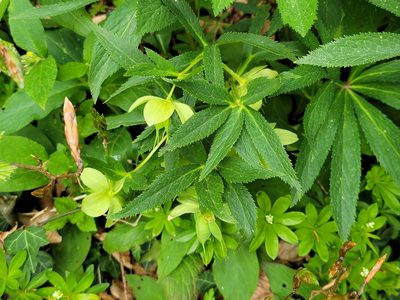 Helleborus viridis, photographed by Elias