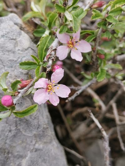 Prunus prostrata, photographed by Ljaž