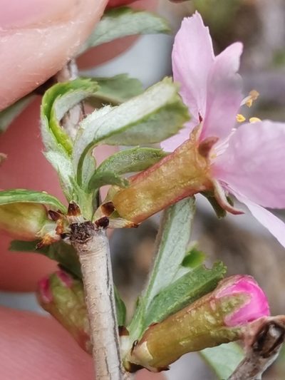 Prunus prostrata, photographed by Ljaž