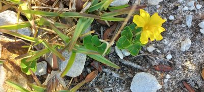 Oxalis luteola, photographed by Adele SL