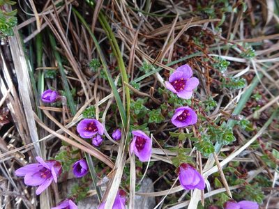 Saxifraga oppositifolia, photographed by Guillaume Hoffmann