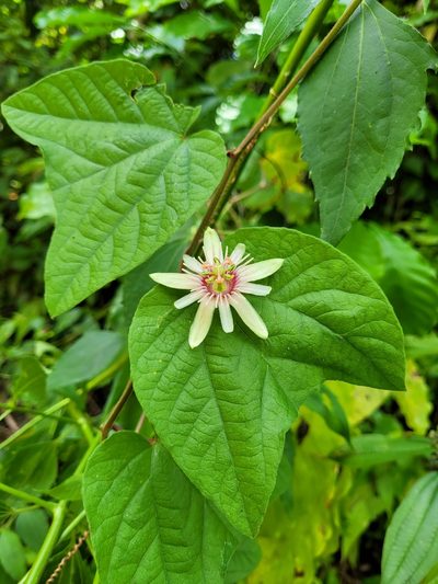 Passiflora rubra, photographed by Wes Gapp