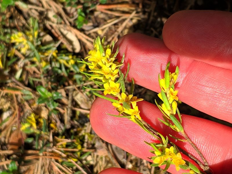 Thymelaea ruizii, photographed by Denys Vynokurov