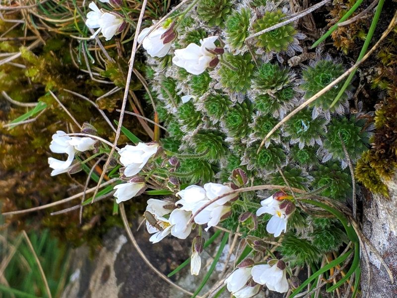 Draba dedeana, photographed by Denys Vynokurov