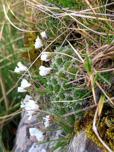 Draba dedeana, photographed by Denys Vynokurov