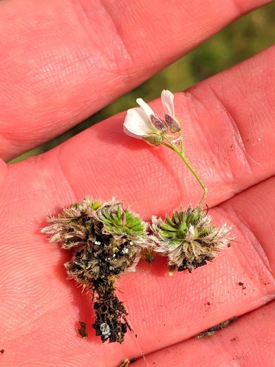 Draba dedeana, photographed by Denys Vynokurov