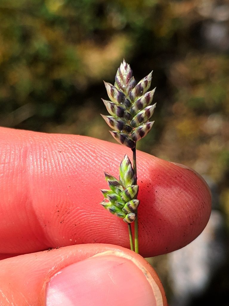 Oreochloa confusa, photographed by Denys Vynokurov