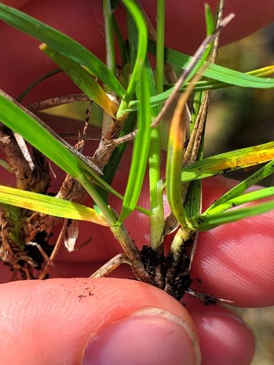 Oreochloa confusa, photographed by Denys Vynokurov