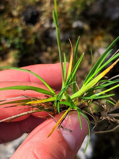 Oreochloa confusa, photographed by Denys Vynokurov