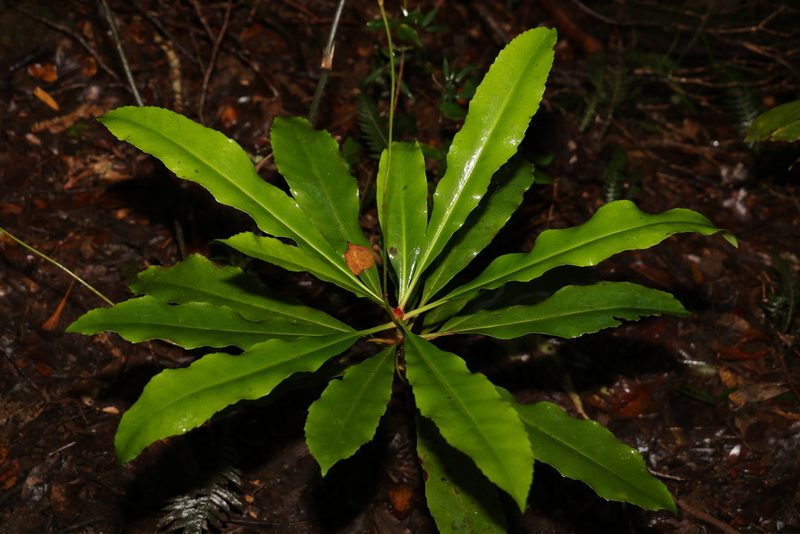 Anopterus macleayanus, photographed by Greg Tasney