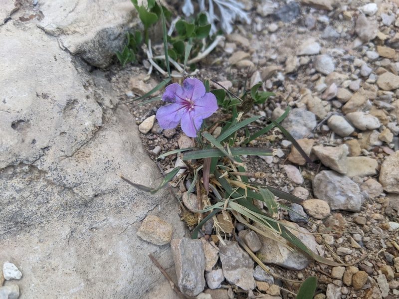 Ruellia parryi, photographed by Norveig