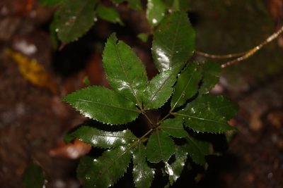 Pseudoweinmannia lachnocarpa, photographed by Greg Tasney