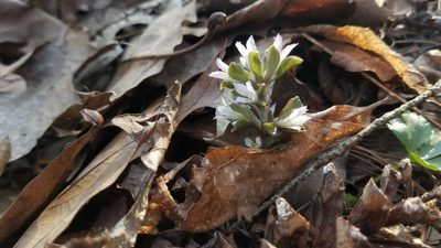 Obolaria virginica, photographed by Daniel McClosky