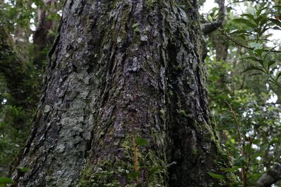 Nothofagus moorei, photographed by Greg Tasney