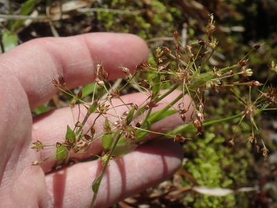 Luzula acuminata, photographed by Lynn Harper