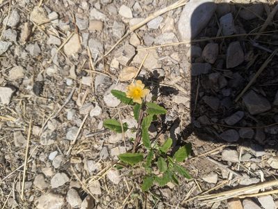 Sida abutilifolia, photographed by Norveig